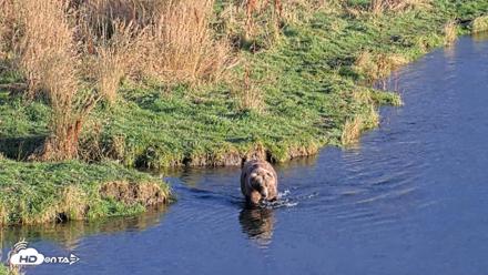 Kodiak Alaska Brown Bears Live Webcam - Oct 2, 2026, 5:56pm AKDT