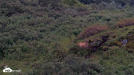 Kodiak Alaska Brown Bears Live Webcam - Aug 19, 2026, 9:07pm AKDT