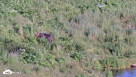 Kodiak Alaska Brown Bears Live Webcam - Jul 25, 2026, 6:46pm AKDT