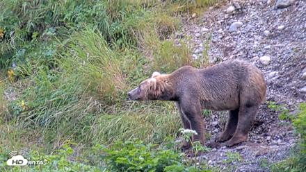 Kodiak Alaska Brown Bears Live Webcam - Jul 23, 2026, 3:41pm AKDT