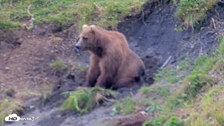 Kodiak Alaska Brown Bears Live Webcam - Aug 6, 2026, 5:50pm AKDT