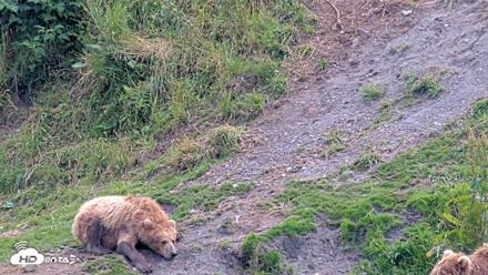 Kodiak Alaska Brown Bears Live Webcam - Aug 9, 2026, 3:42pm AKDT