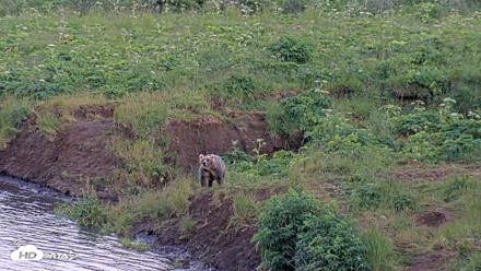 Kodiak Alaska Brown Bears Live Webcam - Jul 28, 2026, 9:39pm AKDT