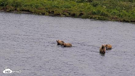 Kodiak Alaska Brown Bears Live Webcam - Aug 2, 2026, 8:09pm AKDT
