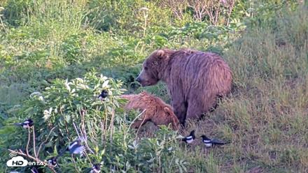 Kodiak Alaska Brown Bears Live Webcam - Jul 25, 2026, 7:27pm AKDT