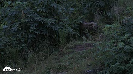 Kodiak Alaska Brown Bears Live Webcam - Aug 5, 2026, 6:04am AKDT