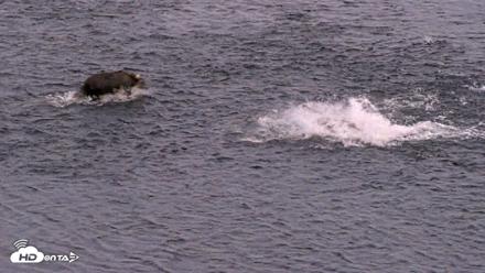 Kodiak Alaska Brown Bears Live Webcam - Aug 11, 2026, 10:27pm AKDT