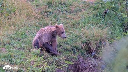Kodiak Alaska Brown Bears Live Webcam - Aug 20, 2026, 2:15pm AKDT