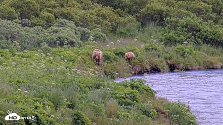 Kodiak Alaska Brown Bears Live Webcam - Jul 23, 2026, 3:01pm AKDT