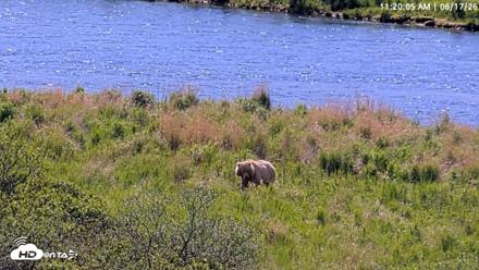 Kodiak Alaska Brown Bears Live Webcam - Jun 17, 2026, 11:20am AKDT