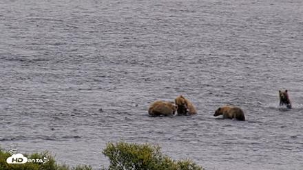 Kodiak Alaska Brown Bears Live Webcam - Aug 6, 2026, 11:02am AKDT