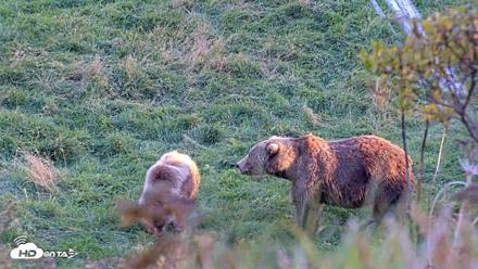 Kodiak Alaska Brown Bears Live Webcam - Oct 2, 2026, 6:40pm AKDT