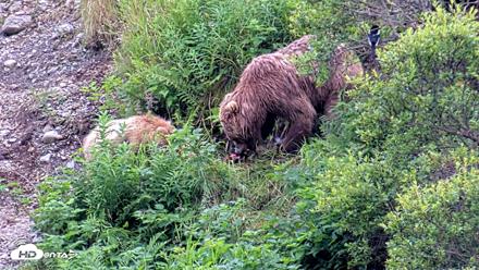Kodiak Alaska Brown Bears Live Webcam - Aug 6, 2026, 5:14pm AKDT
