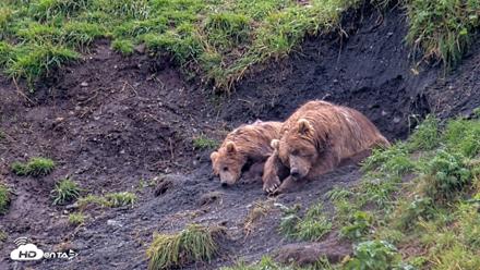 Kodiak Alaska Brown Bears Live Webcam - Aug 20, 2026, 1:29pm AKDT