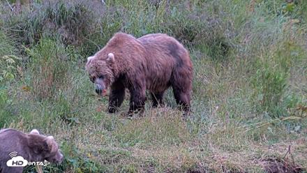 Kodiak Alaska Brown Bears Live Webcam - Aug 4, 2026, 9:44pm AKDT