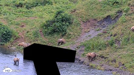 Kodiak Alaska Brown Bears Live Webcam - Aug 7, 2026, 5:32pm AKDT