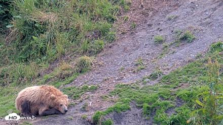 Kodiak Alaska Brown Bears Live Webcam - Aug 9, 2026, 3:47pm AKDT