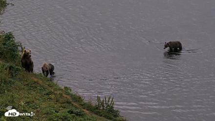 Kodiak Alaska Brown Bears Live Webcam - Aug 16, 2026, 9:10pm AKDT