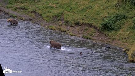 Kodiak Alaska Brown Bears Live Webcam - Aug 19, 2026, 9:18pm AKDT