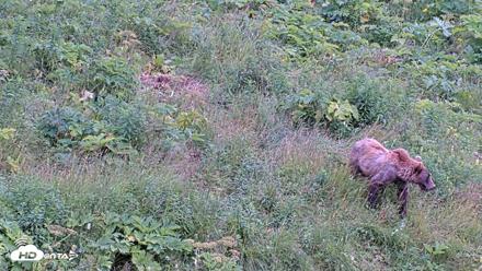 Kodiak Alaska Brown Bears Live Webcam - Aug 7, 2026, 5:27pm AKDT