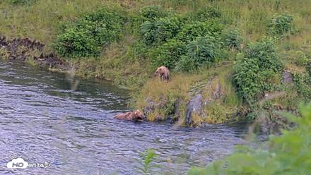 Kodiak Alaska Brown Bears Live Webcam - Jul 28, 2026, 9:43pm AKDT