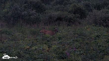 Kodiak Alaska Brown Bears Live Webcam - Aug 17, 2026, 9:55pm AKDT