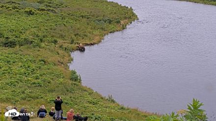 Kodiak Alaska Brown Bears Live Webcam - Aug 1, 2026, 9:57am AKDT
