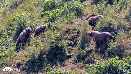 Kodiak Alaska Brown Bears Live Webcam - Jul 31, 2026, 2:18pm AKDT