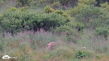 Kodiak Alaska Brown Bears Live Webcam - Aug 7, 2026, 3:10pm AKDT