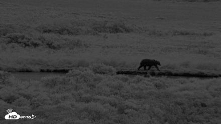 Kodiak Alaska Brown Bears Live Webcam - Aug 12, 2026, 10:27pm AKDT
