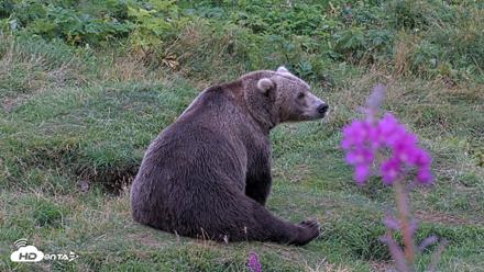 Kodiak Alaska Brown Bears Live Webcam - Aug 21, 2026, 7:53pm AKDT