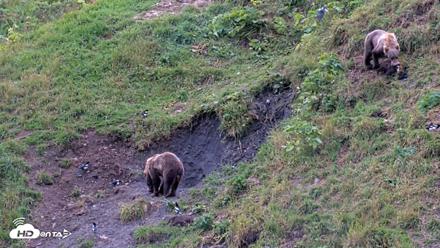 Kodiak Alaska Brown Bears Live Webcam - Aug 15, 2026, 1:32pm AKDT