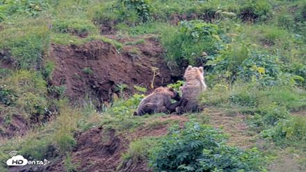 Kodiak Alaska Brown Bears Live Webcam - Aug 9, 2026, 4:04pm AKDT