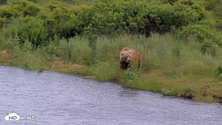 Kodiak Alaska Brown Bears Live Webcam - Jul 23, 2026, 5:07pm AKDT