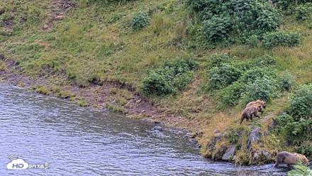 Kodiak Alaska Brown Bears Live Webcam - Aug 11, 2026, 4:47pm AKDT