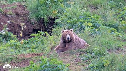 Kodiak Alaska Brown Bears Live Webcam - Aug 6, 2026, 5:58pm AKDT