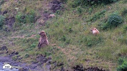 Kodiak Alaska Brown Bears Live Webcam - Aug 3, 2026, 9:48pm AKDT