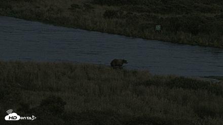 Kodiak Alaska Brown Bears Live Webcam - Sep 16, 2026, 9:04pm AKDT