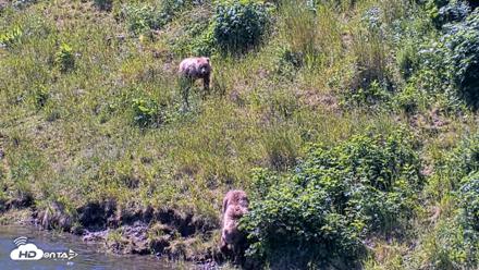 Kodiak Alaska Brown Bears Live Webcam - Jul 26, 2026, 12:35pm AKDT