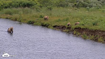 Kodiak Alaska Brown Bears Live Webcam - Aug 6, 2026, 7:20pm AKDT