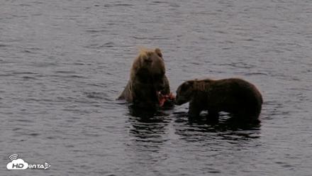 Kodiak Alaska Brown Bears Live Webcam - Aug 18, 2026, 7:30am AKDT