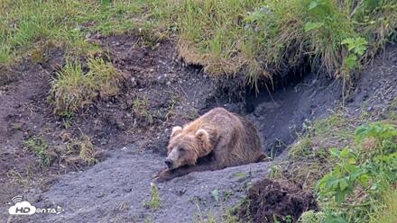 Kodiak Alaska Brown Bears Live Webcam - Jul 23, 2026, 5:12pm AKDT