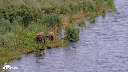 Kodiak Alaska Brown Bears Live Webcam - Jul 27, 2026, 9:09pm AKDT