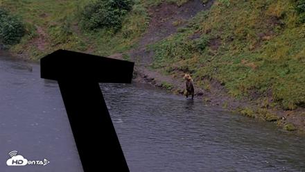 Kodiak Alaska Brown Bears Live Webcam - Aug 16, 2026, 7:38am AKDT