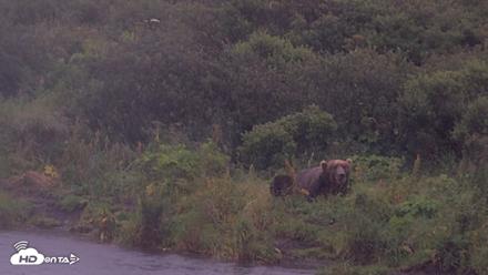 Kodiak Alaska Brown Bears Live Webcam - Aug 16, 2026, 7:47am AKDT