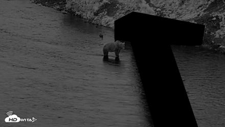Kodiak Alaska Brown Bears Live Webcam - Aug 18, 2026, 10:13pm AKDT