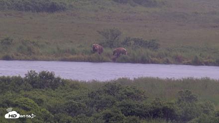 Kodiak Alaska Brown Bears Live Webcam - Jul 21, 2026, 1:17pm AKDT