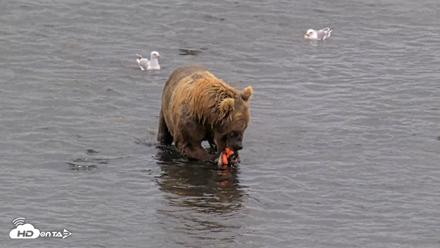 Kodiak Alaska Brown Bears Live Webcam - Aug 14, 2026, 12:15pm AKDT