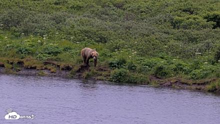 Kodiak Alaska Brown Bears Live Webcam - Jul 19, 2026, 9:45pm AKDT