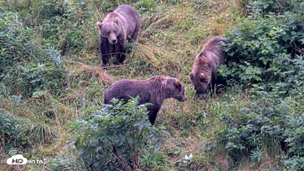 Kodiak Alaska Brown Bears Live Webcam - Aug 20, 2026, 1:37pm AKDT